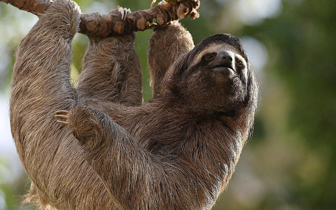 Why Costa Rica Should Be on Your 2027 Travel List